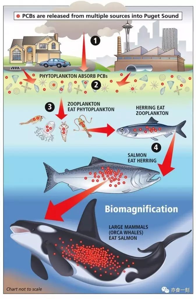 处于食物链顶端的肉食性鱼类要比下端的杂食性和草食型鱼类污染程度