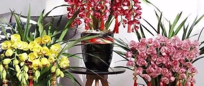 六种“世界上最丰富的花” 优雅大气 一眼就能入迷 在家里养一盆 又贵又有侵略性！