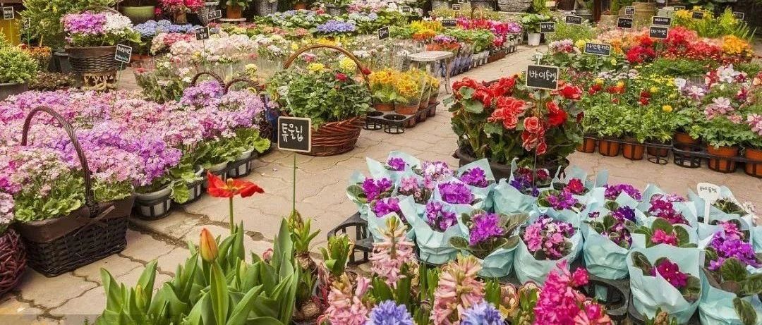 周末建议大家到花市场逛逛，价格只有往年的一半，推荐几种过年期间开花的吉祥花卉！