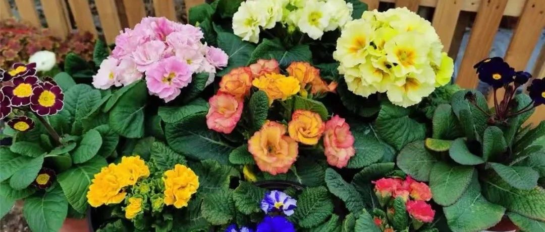 春天必养这5种花，个个都是“花美人”，家里养几盆，繁花似锦，美得移不开眼！