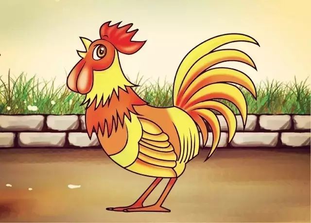 鸡——cock