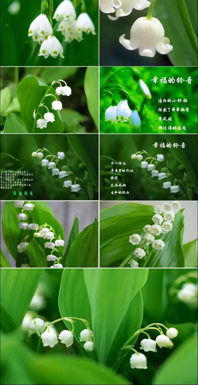 好物推荐 德国进口铃兰花