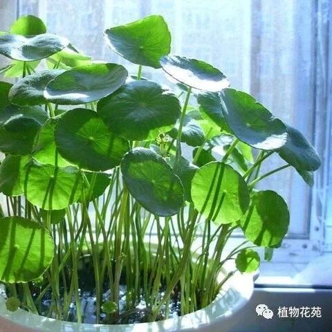 这3种花只爱水 每天添水不能听 勤快人肯定能养好 植物花苑 微信公众号文章阅读 Wemp