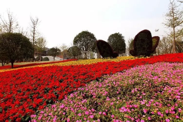重庆主城惊现2000余株樱花已盛开