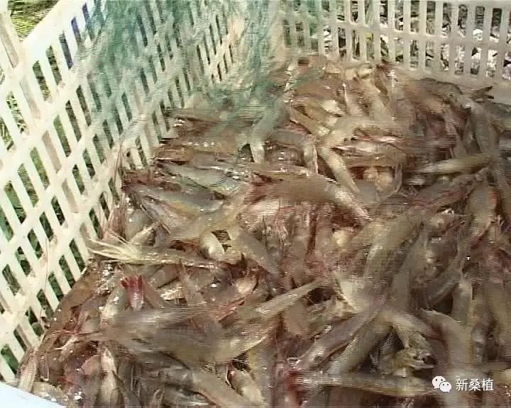 双全南美白对虾养殖基地:基围虾成熟上市 销售火爆