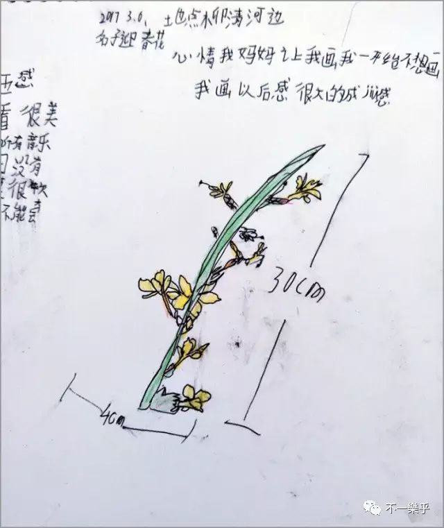 自然笔记日历 | 王子杰画春天绽放的迎春花