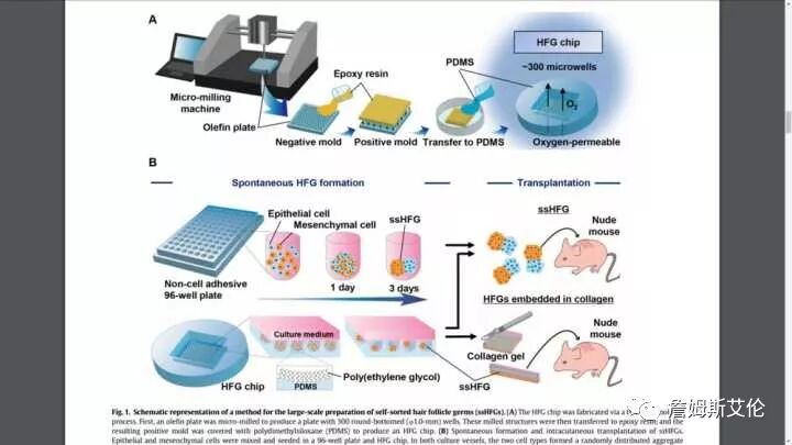日本资生堂真的有毛囊干细胞技术吗？