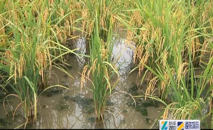 【重庆水产养殖基地交流组】鱼儿养在了稻田里 水稻长