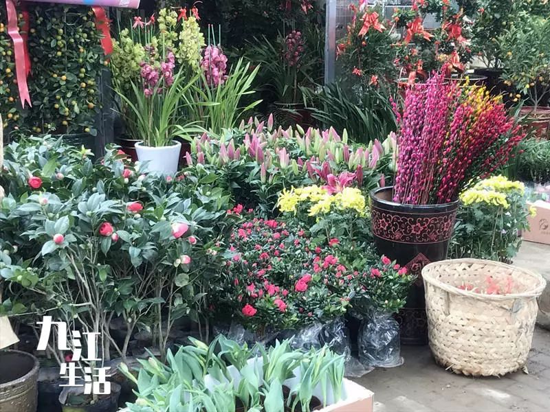 徐州水产种苗价格联盟,下一站:花鸟市场!