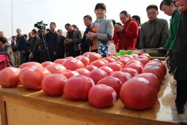 西红柿节英文介绍_西红柿节_巧克力和西红柿打架 西红柿赢了