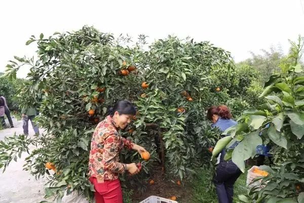 中央致富经在哪个频道_中央台致富节目有哪些_中央七台致富经