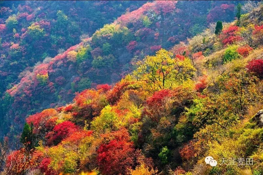 【图文】美醉了,20张照片看看秋天的青州泰和山