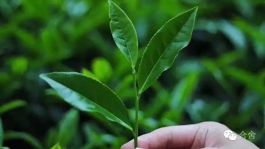 同时"乌龙"又是茶树的一个品种,多为小乔木或灌木型植物,乌龙茶树