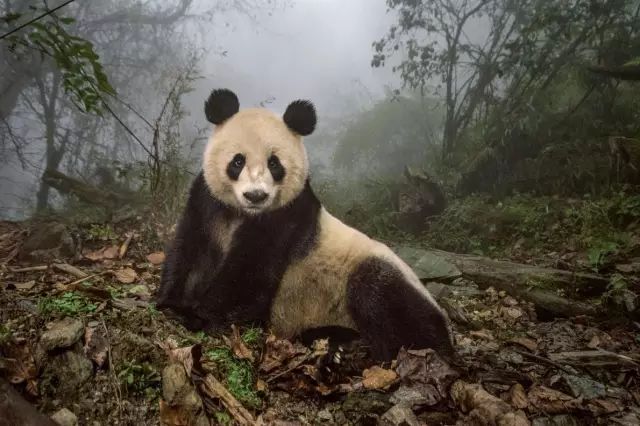 美国《国家地理年度最佳摄影》