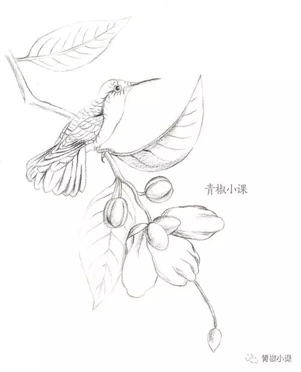 des oiseaux mouche ou colibris 可能是世界上最伟大的蜂鸟画册 包含