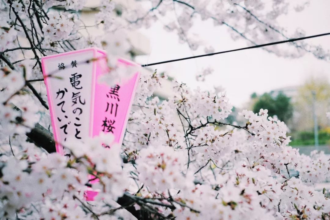 目黑川(夜樱)