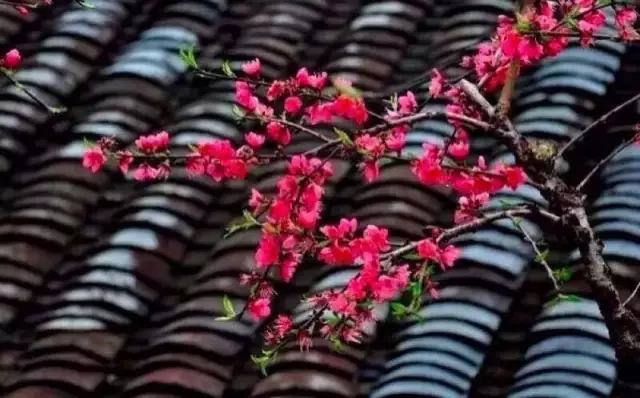 中国式瓦房,惊艳了谁的时光? - 夏季草原 - 夏季草原的博客 中国式瓦房,惊艳了谁的时光? - 夏季草原 - 夏季草原的博客