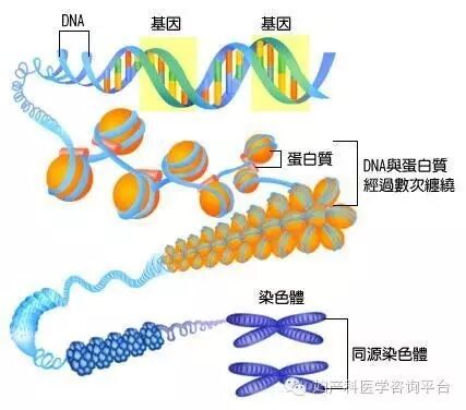二胎在即,那些人需要行染色体检查?-怀孕期