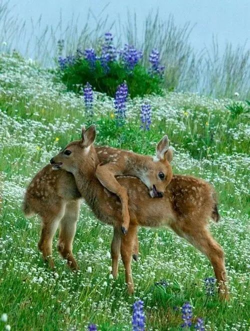 http://mmbiz.qpic.cn/mmbiz_jpg/VEubtBf1C3GE7tPsW6uMbYSqSGOzE4dUes0d4ibxtNWz6UCgWRr5ghQicckYMNuicywImm4YQLj1e4dTYvm26Kq5g/640?wxfrom=5&wx_lazy=1