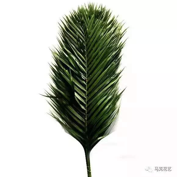 散尾葵