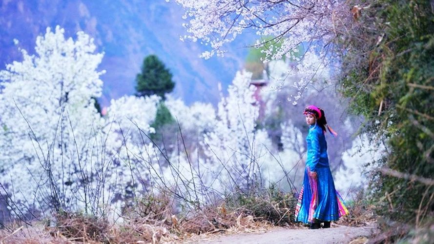 美爆全国!金川梨花节盛大开幕,男神蒲巴甲、容中尔甲都来了!