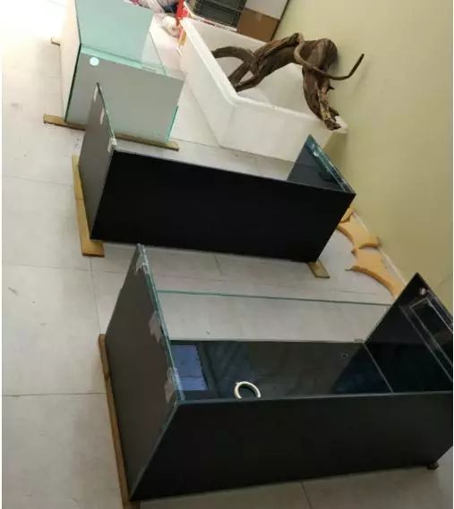 手把手教你做养乌龟繁殖排缸,美观与省空间的完美结合