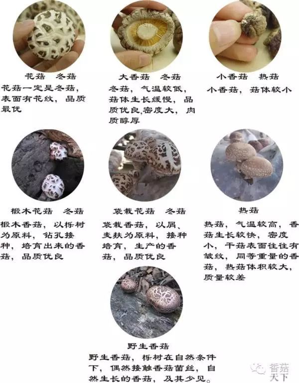 四,袋栽香菇与椴木香菇的区别