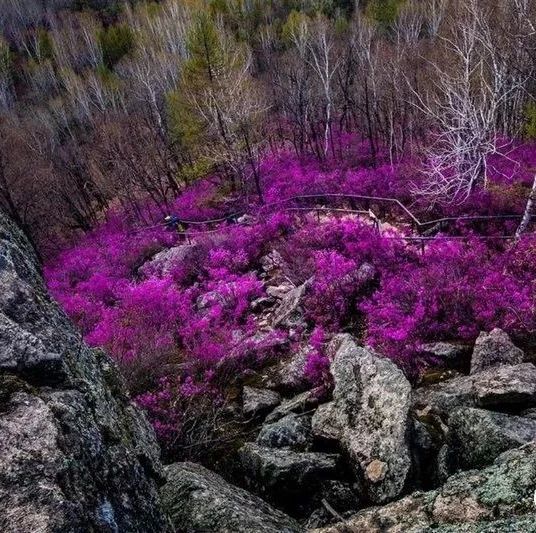 【图说龙江】正是赏花好时节 兴安杜鹃花正红