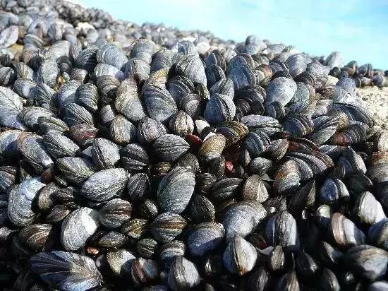 澳洲白菜价出售野生三文鱼 每年3000多吨喂龙虾