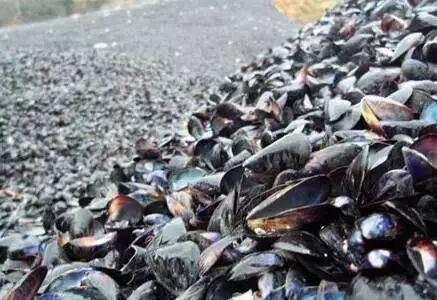 澳洲白菜价出售野生三文鱼 每年3000多吨喂龙虾