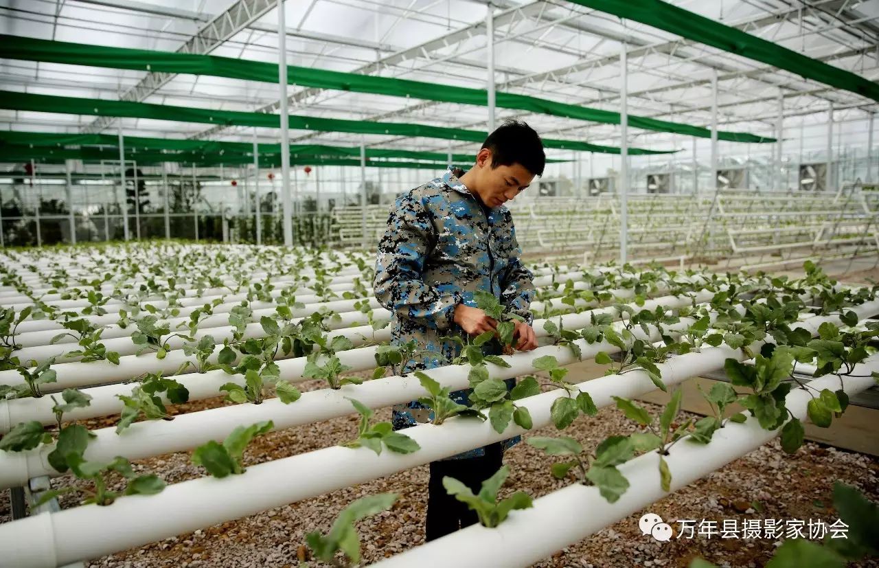 【江西日报·大图】万年上坊:智能温室大棚种出雾培蔬菜