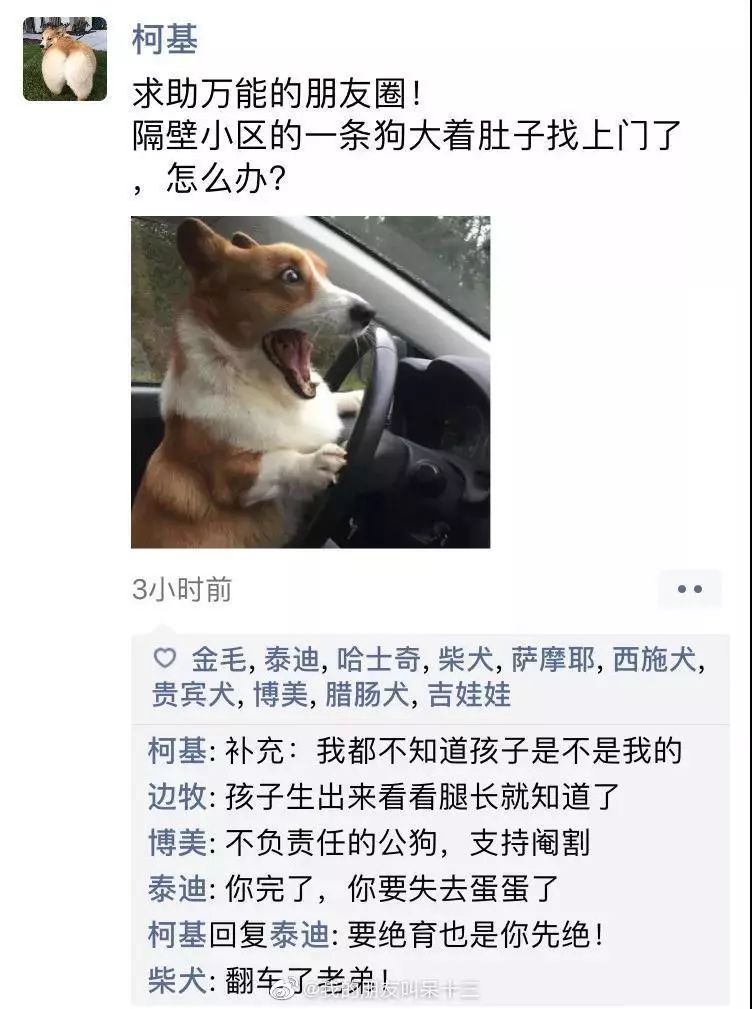 疯狂的小狗凌晨三点狗狗突然发了条朋友圈