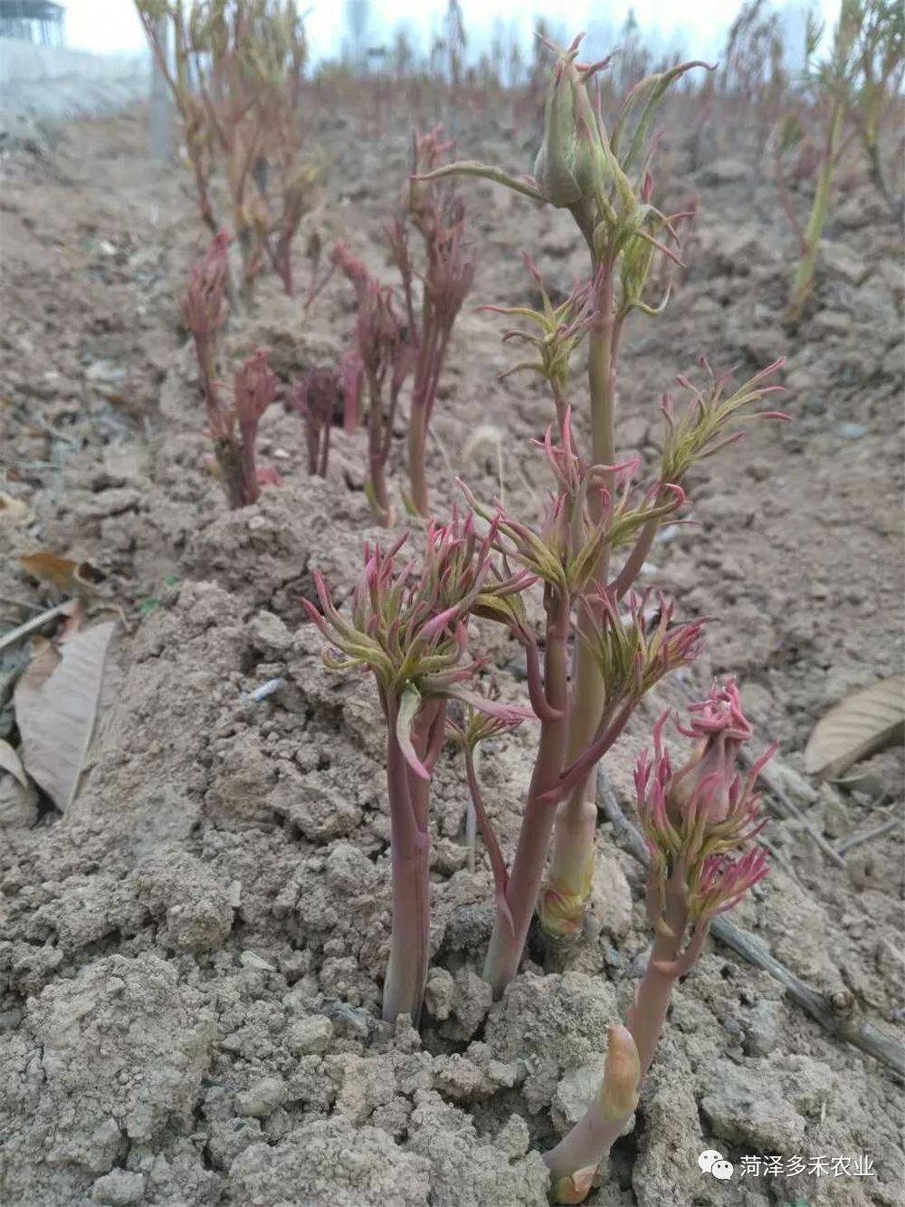 详解!观赏牡丹,芍药种苗生产