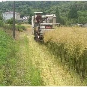 宁国:油菜规模种植 秸秆还田增肥又增效