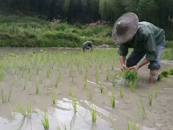 时值南方雨季,秧苗已经很高了,时间紧,请师傅雨中作业,他戴着斗笠披着