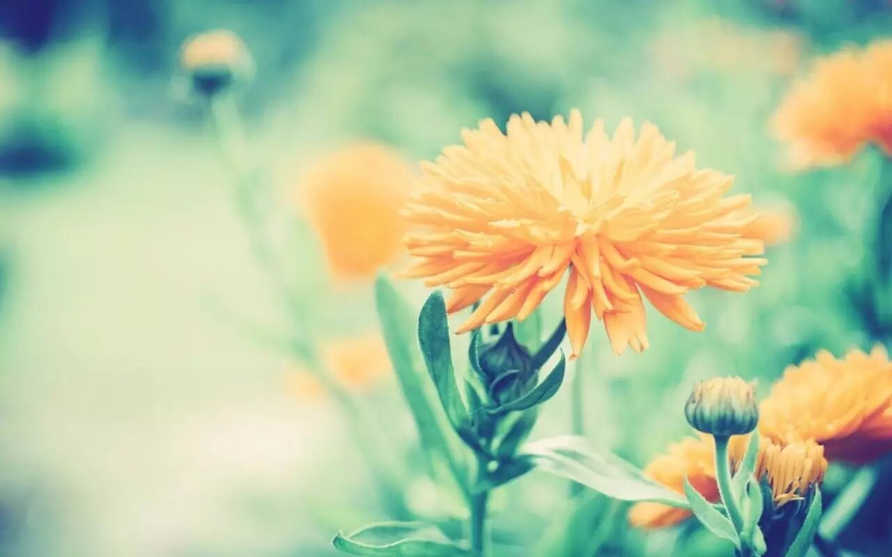 父亲决定孩子飞多高，母亲决定孩子飞多远