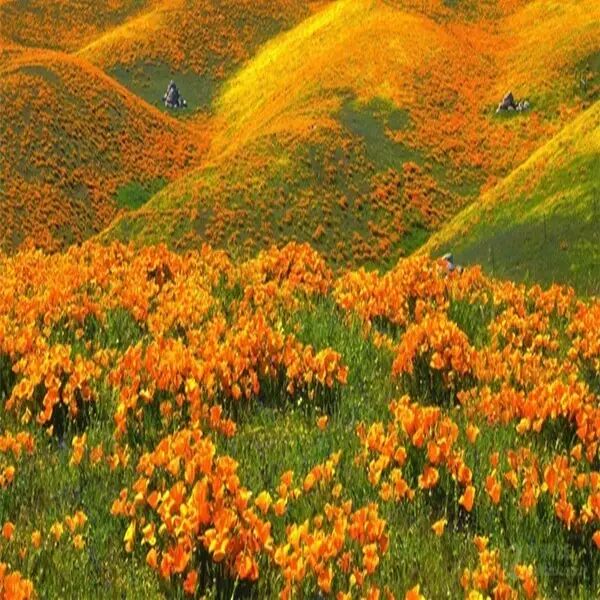 成语思什么想什么_成语思字开头_思成语