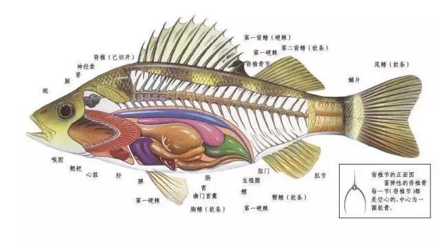 【康洁技术】康洁告诉你鱼类的消化系统构造