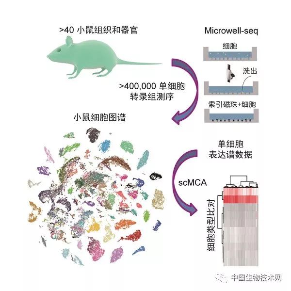 小鼠细胞图谱的绘制