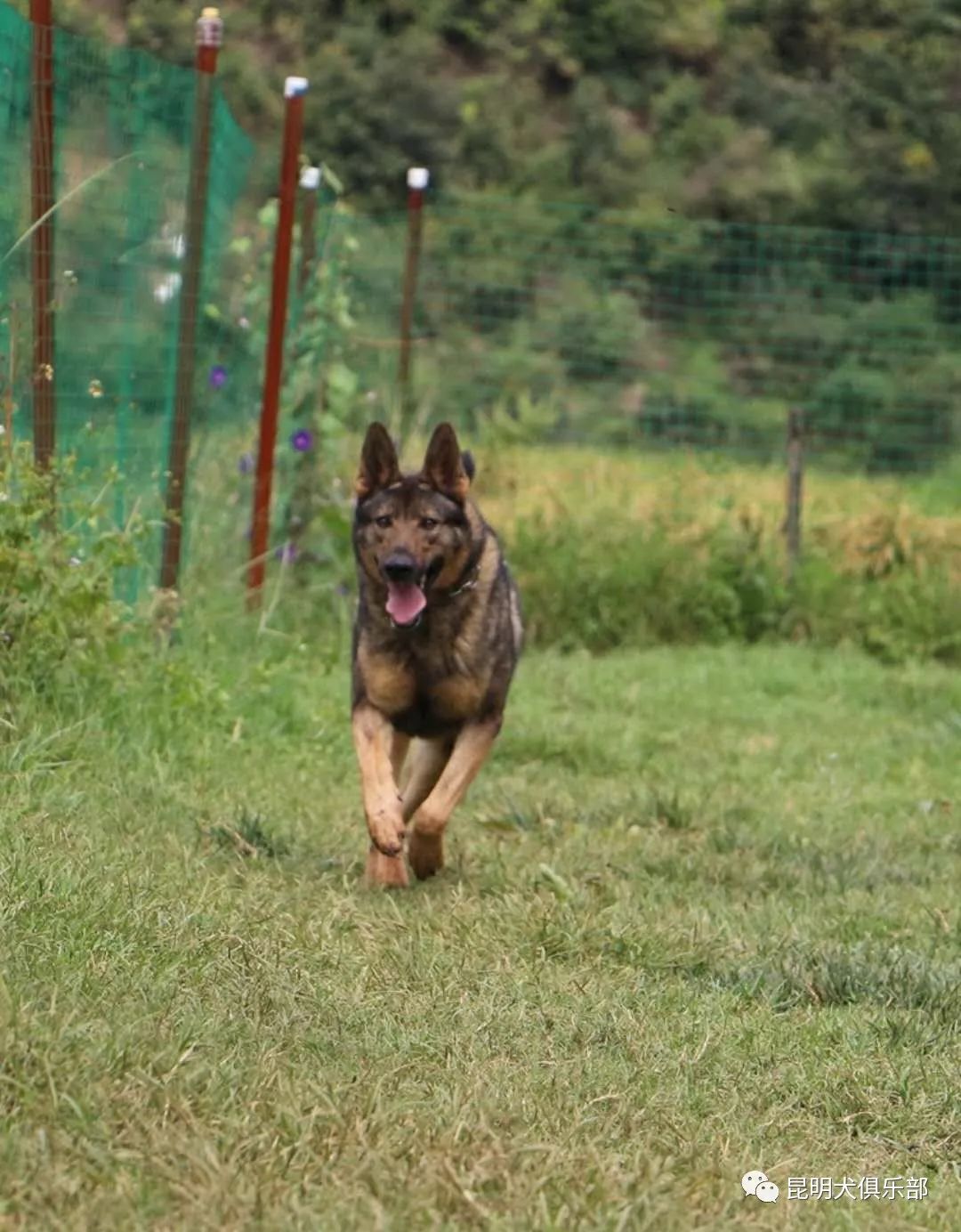 马犬,德牧,狼青犬,昆明犬有什么区别?