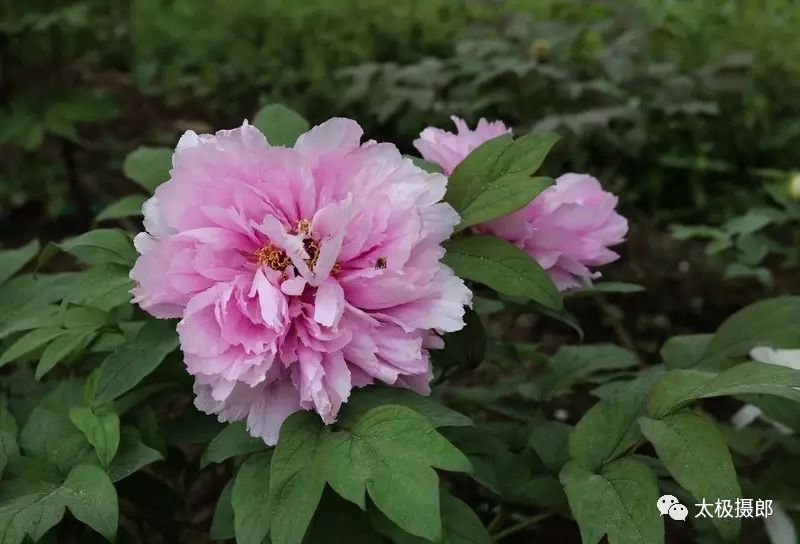 如花似玉.这种叫如花似玉.这种叫凤丹白.映日红.映日红.这种叫映日红.