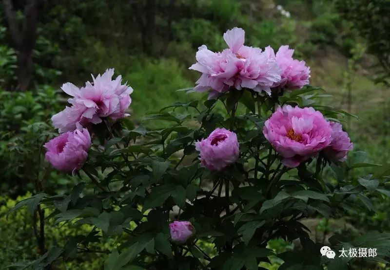 看牡丹就去热市牡丹山庄