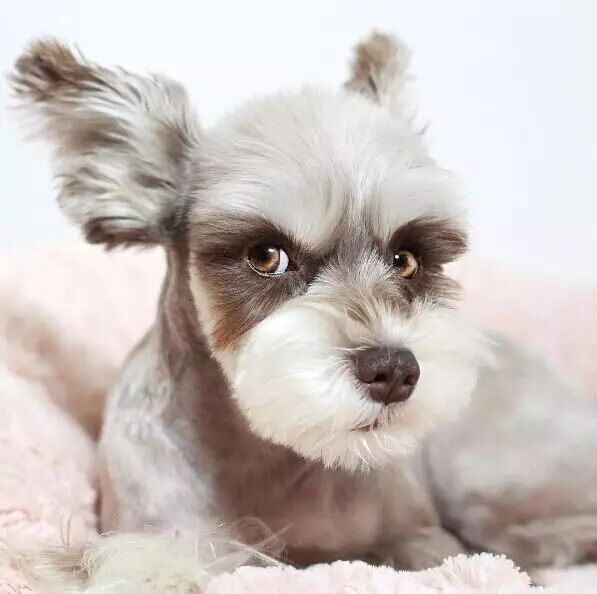 当高冷雪纳瑞遇上呆萌小比熊,这画风简直太治愈!