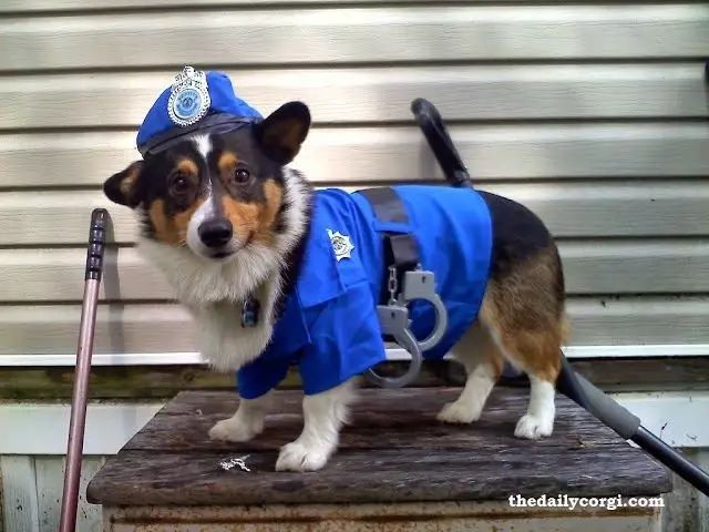 二哈当警犬能笑一年？那...柯柯柯柯柯柯基呢？ - 5