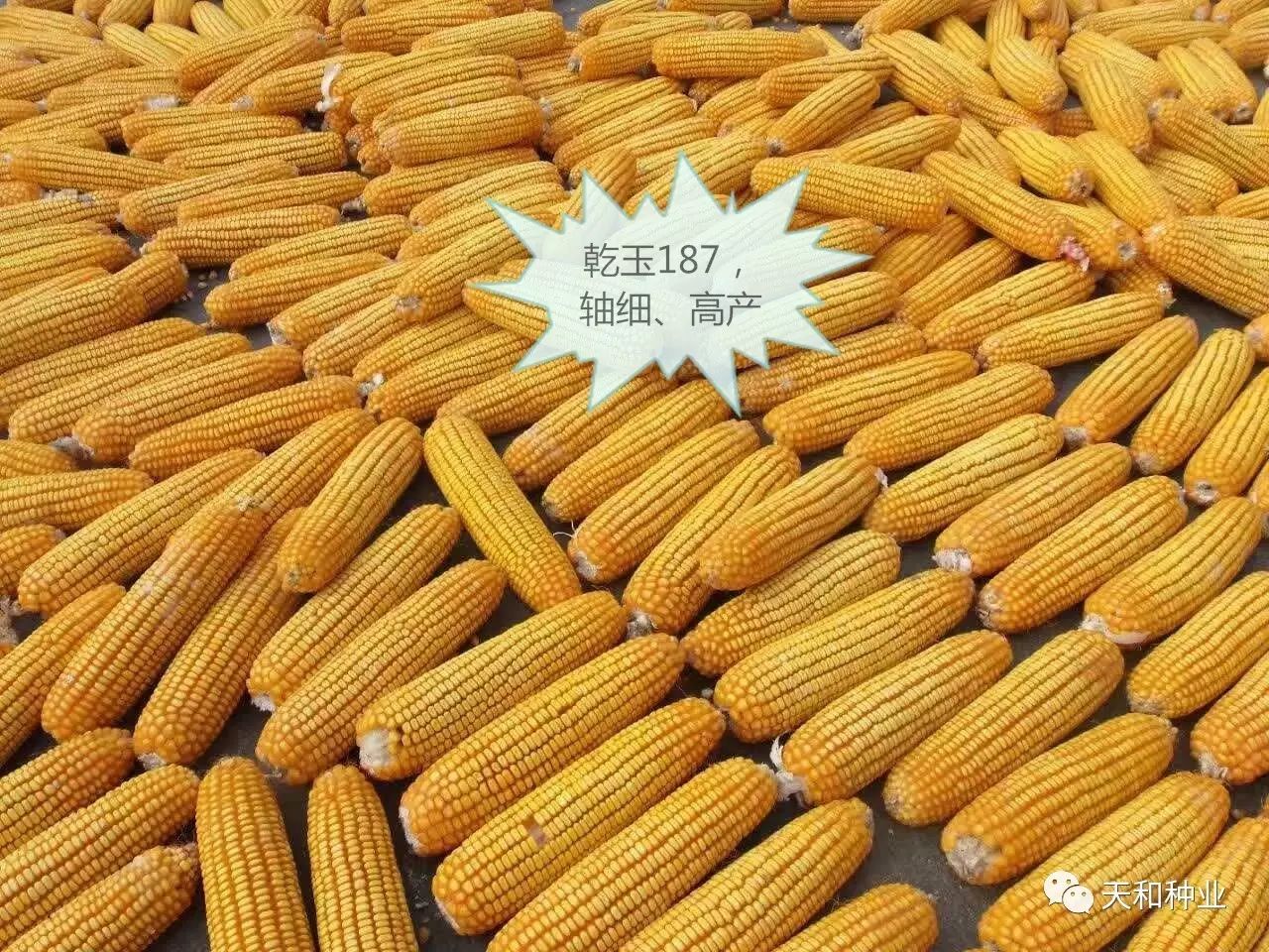 玉米田除草剂大全!数据大梳理!建议收藏
