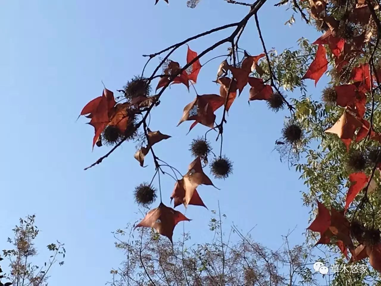 带果实的枫香