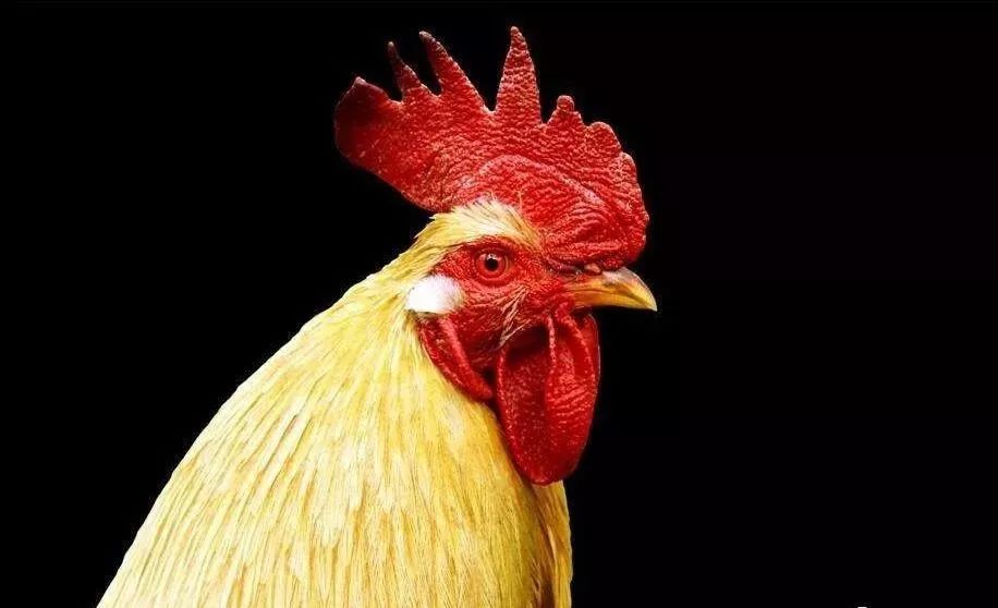 【养鸡窍门】如何看鸡冠子辨别鸡病?