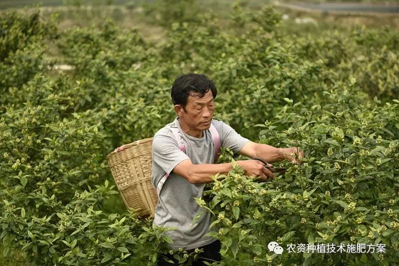 致富经小吃_致富小吃加盟店_致富小吃车