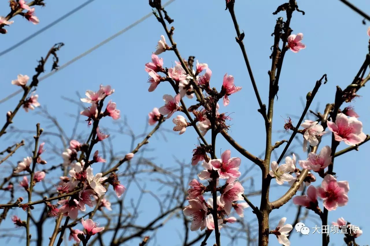 【美文】桃花盛开的小山村-广州鲜花销售联盟