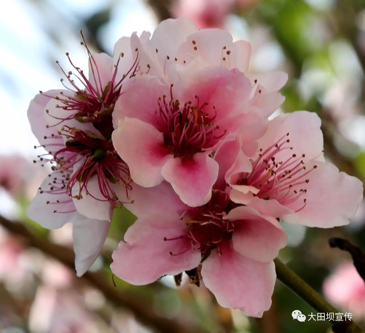 【美文】桃花盛开的小山村-广州鲜花销售联盟